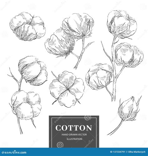 Cotton Sketch Branch Collection Stock Vector Illustration Of Botany