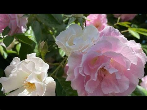 🌹Роза Бенкса🌹😭 (днём с огнём не сыщешь): мои огорчения и радости!🥰🌲 ...