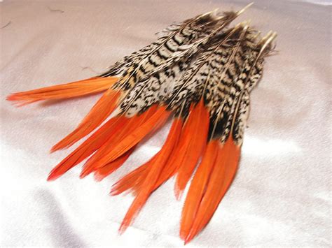 long pheasant feathers lady amherst feather orange red