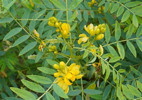 Organic Cassia Angustifolia Senna Leaves Tablet Cultivator Natural