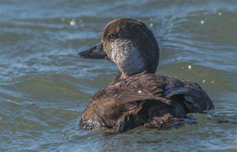 Female Black Scoter Pictaker Flickr