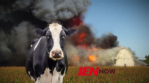 Dairy Farm Explosion Kills Cows Youtube