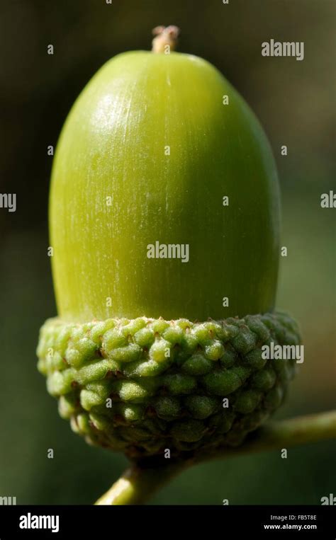 Close Up Of A Shiny Green Single Acorn Stock Photo Alamy