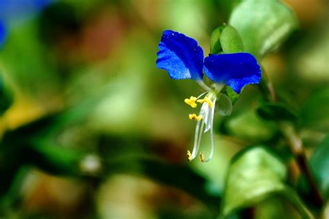 Small Blue Flowers Wild - Free photo on Pixabay - Pixabay