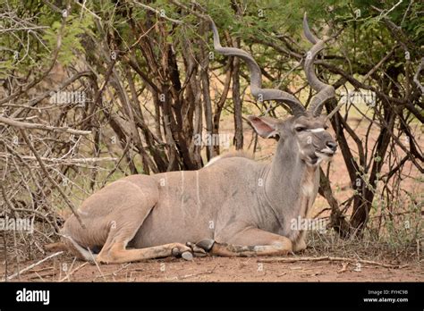 Kudu Bull With An Impressive Set Of Horns Lying Relaxing On The Ground