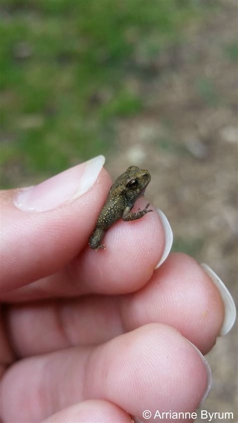 The tadpoles are emerging! American Toads bred in our pond earlier this