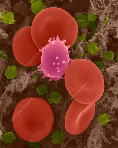 Red Blood Cells White Blood Cell And Platelets SEM Stock Image