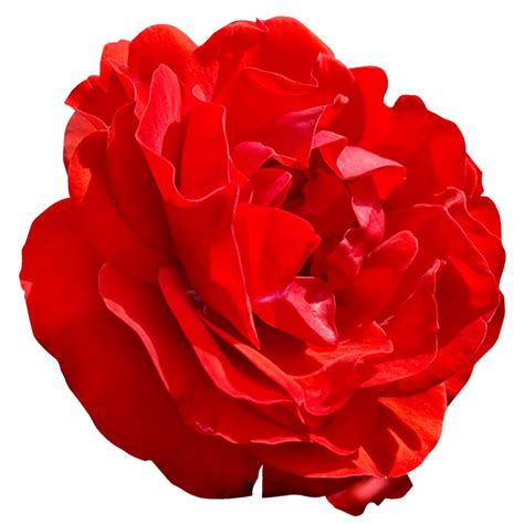 Red Rose Flower 20995546 PNG