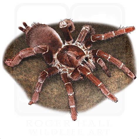 King Baboon Tarantula Care Sheet