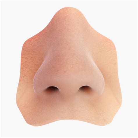 3d Model Realistic Human Nose