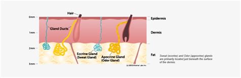 sweat gland diagram  sweating work transparent png