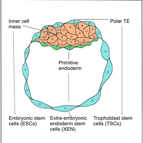 Schematic development of a blastocyst. Mammalian blastocyst consists of ...