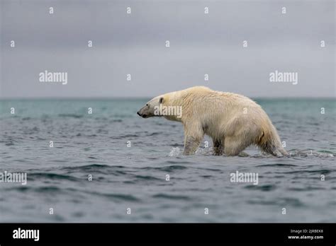 Polar Bear Ursus Maritimus Hunting In Arctic Ocean Stock Photo Alamy