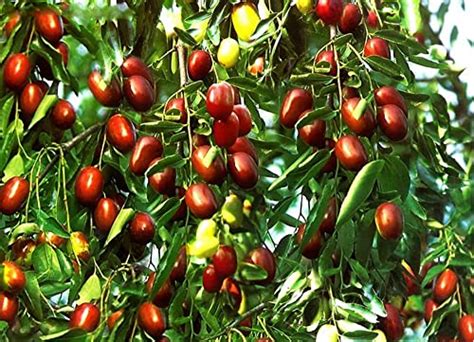 Jujube Tree How To Grow Care