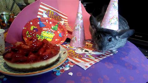 Lunita mi chinchilla de traviesa en su primer cumpleaños 1 de Abril