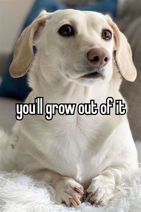 Funny Dog Memes Silly Dogs And Goofy Reactions