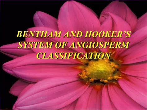 Ppt Bentham And Hookers System Of Angiosperm Classification Powerpoint Presentation Id9473140