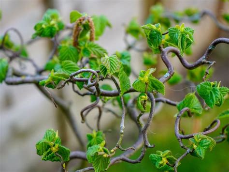 Contorted Hazelnut Pruning Learn About Pruning A Corkscrew Hazelnut Tree