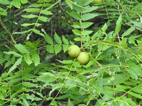 eastern black walnut (Trees of Pennsylvania) · iNaturalist