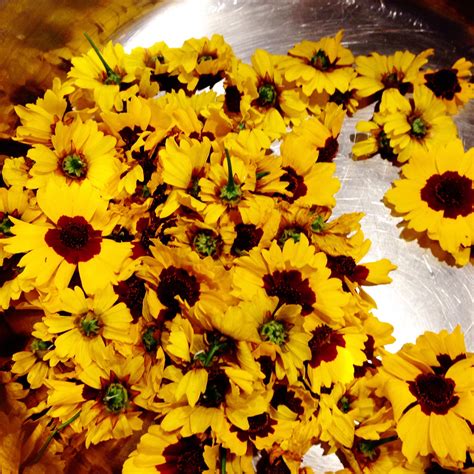 Growing Dyer’s Coreopsis - KnittyVet