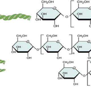 6 Starch amylose and amylopectin structure | Download Scientific Diagram