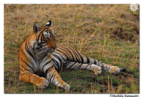 Rathika Ramasamys Wildlife Photography Tigers T41dd33256