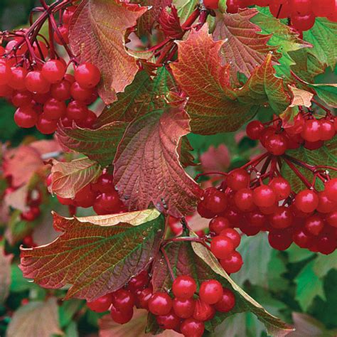 Viburnum Compact Cranberry Viburnum Trilobum Bailey Compact