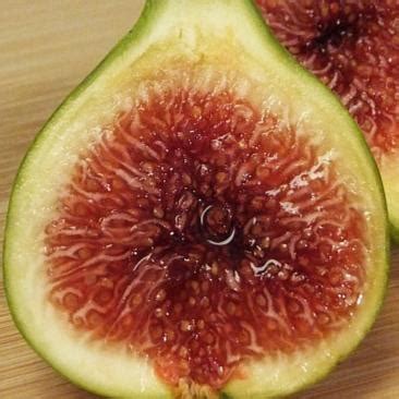 green ischia rooted  american fig company