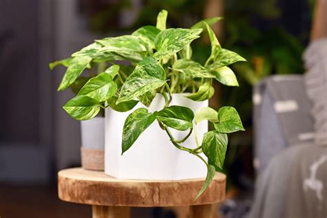 A Guide to Variegated Pothos: Care and 13 Types to Grow