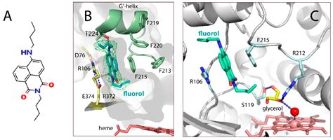 IJMS Free Full Text Crystal Structure Of CYP3A4 Complexed With