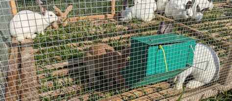 Meet Our Rabbits Cff Farm