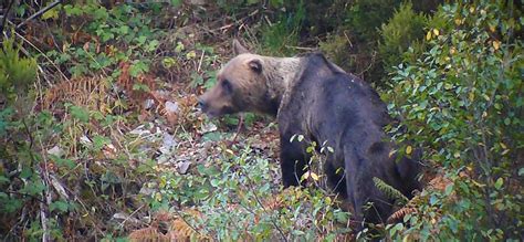 Cantabrian wildlife watching holiday ǀ Spain