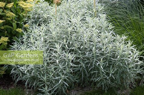 Gap Gardens Artemisia Ludoviciana Silver Queen Image No 0294542