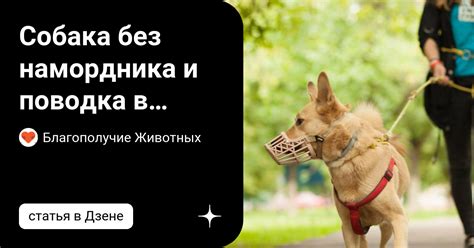Собака без намордника и поводка в общественных местах. Какие правила ...