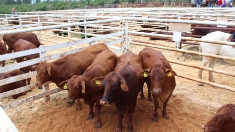 Misiones Analiz Su Plan Ganadero Con Agricultura De La Naci N