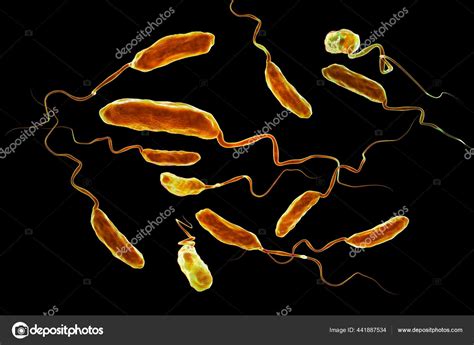 Vibrio Cholerae Bacteria Illustration Bacterium Which Causes Cholera