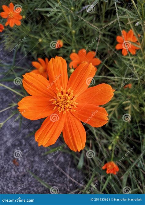 Flores Hermosas Que Florecen En La Naturaleza Imagen De Archivo