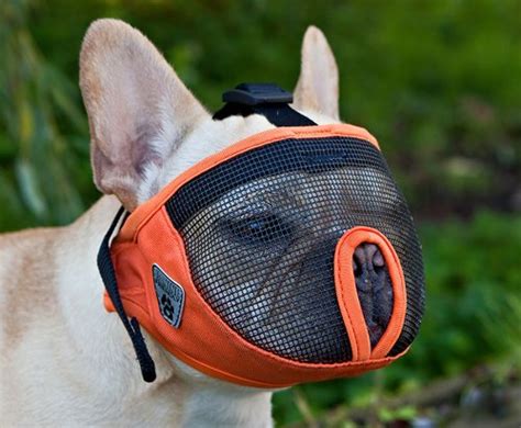 The 5 Best Dog Muzzle Choices for Dogs of All Sizes in 2019