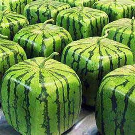 Rare Geometric Square Watermelons Seeds Square Watermelon Watermelon