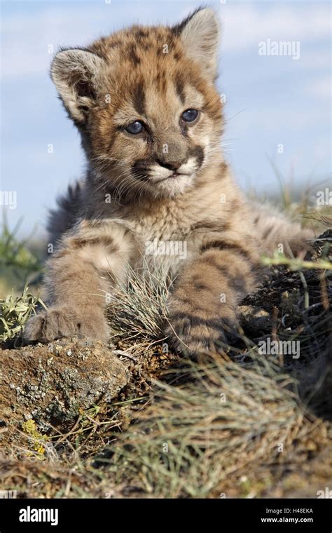 Puma Felis Concolor Jungtier Minnesota Usa Stockfotografie Alamy