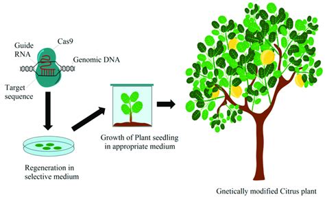 Workflow Of Crisprcas9 Mediated Genome Editing In Citrus 135