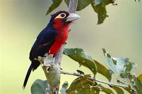 Double Toothed Barbet Alchetron The Free Social Encyclopedia