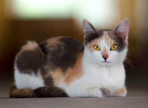 Por qué los gatos tricolor son hembras