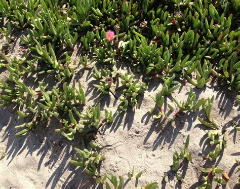 Beach Flower House Plants with Pink Flowers