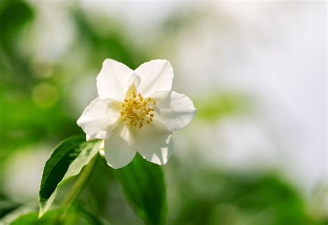 Découvrir 48 Kuva Planta Flor Branca Vn