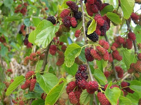 Mulberry Tree Care Growing Guide Plantly