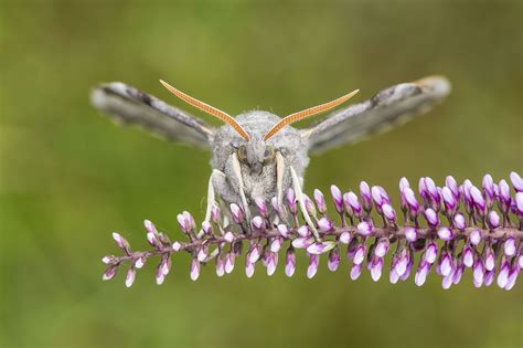 Hawk Moth Poplar Flickr Garden Face Butterflies Garten Riddler