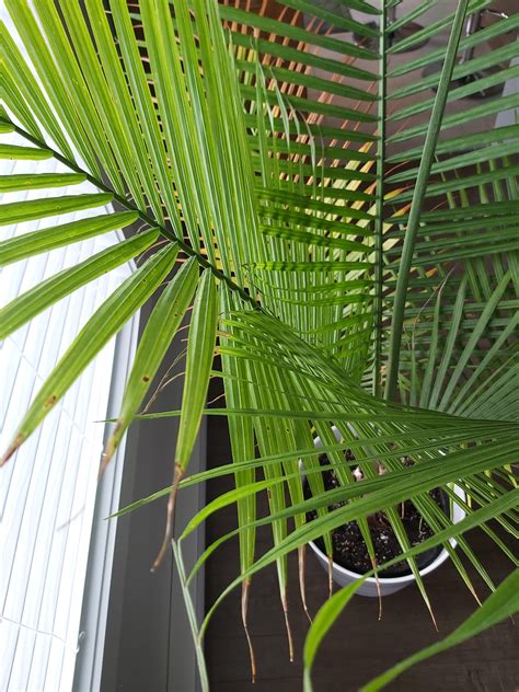 Plant losing leaves : r/plantclinic