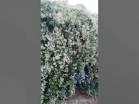 горец ауберта - YouTube