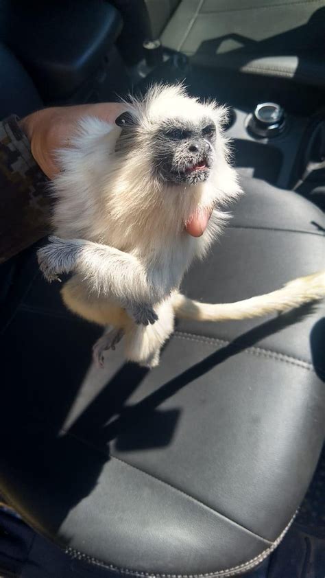 Sagui branco é resgatado ferido após ser atropelado em rodovia no